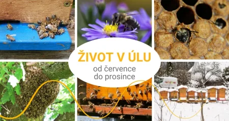 Co dělají včelky od července do konce roku?