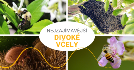 Včelka Mája není jediná. Existují i další druhy