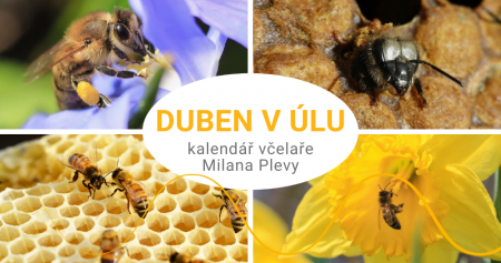 Kalendář včelaře Milana Plevy: duben v úlu - začíná jarní sběr pylu