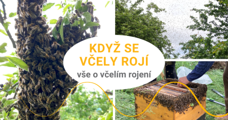 Rojení včel a co dělat, když vidím včelí roj?