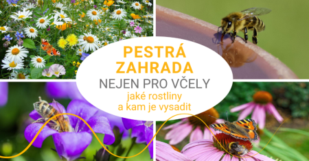 Zahrada nejen pro včely: jaké rostliny a kam je vysadit