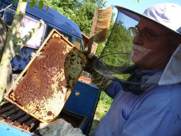 Včelí mor možná porazíme. Díky objevu mladého českého studenta