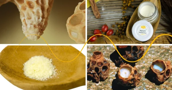 Harvesting and Processing of Royal Jelly