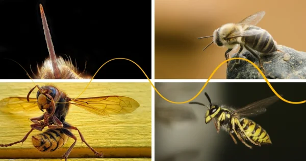 Bees, wasps and hornets: Which sting hurts most and how does to protect yourself against them?