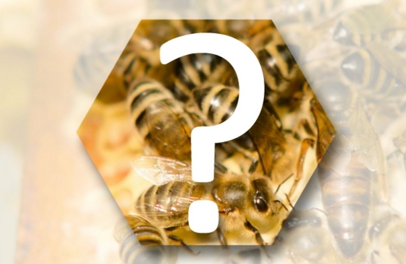 VIDEO: Včelkám to pálí: podívejte se, proč staví buňky v úlech ze šestiúhelníků