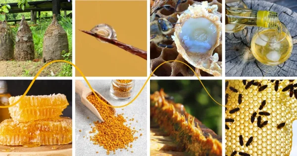 The History and Present of the Use of Bee Products