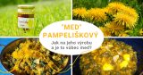 Jak si vyrobit pampeliškový med? Je to vůbec med?