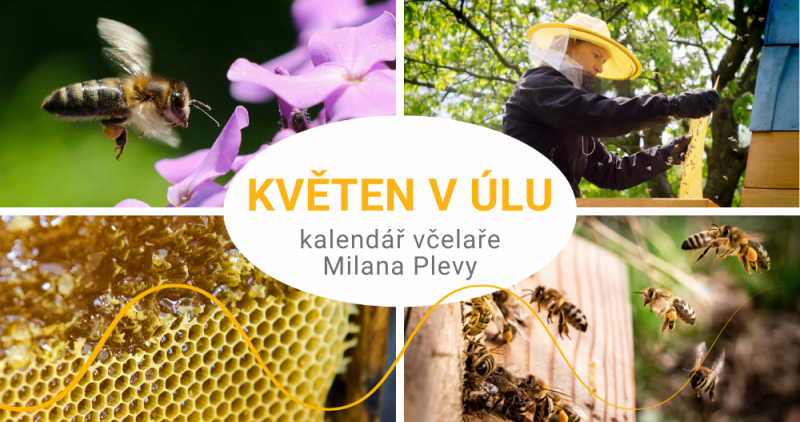 Kalendář včelaře Milana Plevy: květen v úlu - stáčí se první jarní med