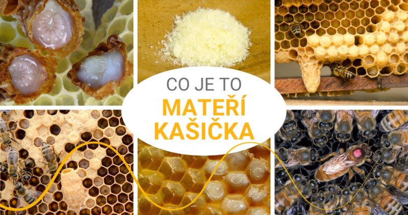 Co je to vlastně mateří kašička?