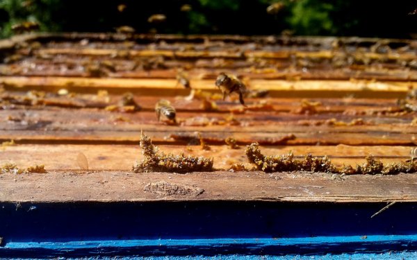 propolis v úlu