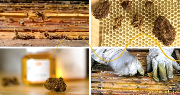 Propolis Will Strengthen Immunity in the Viral Age