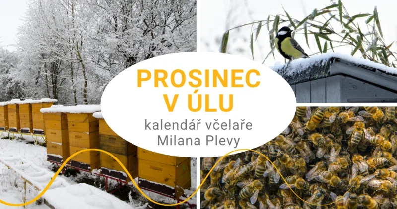 Kalendář včelaře Milana Plevy: prosinec v úlu - včelstvo žije co nejúsporněji
