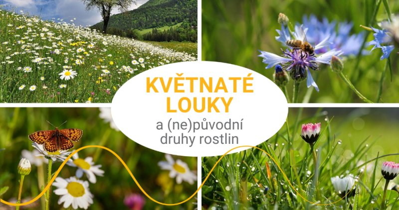 Výsev květnatých luk „původními“ druhy rostlin: ano či ne?