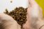 Perga - plástvový pyl perga, včelí chléb