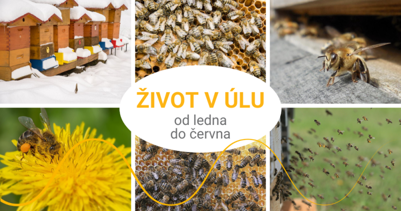 Co dělají včelky od ledna do června?