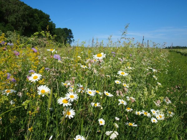Osivo Včelí zahrádka u Plevů - Hmotnost: 10 g