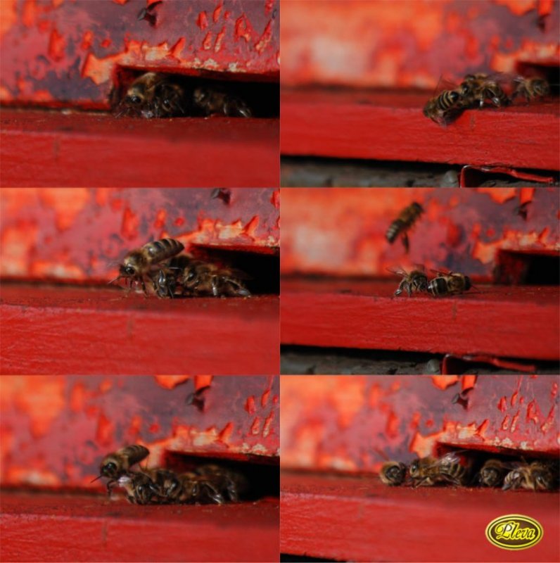 Podzimní úly v Potštejně