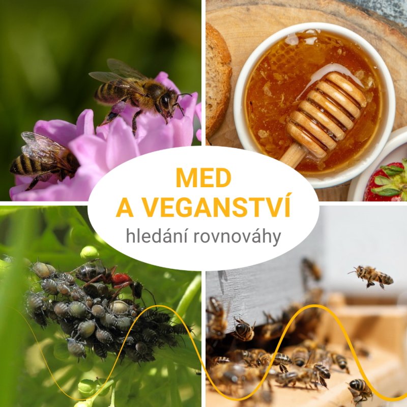 Je med vegan? Včelí med a etika veganství