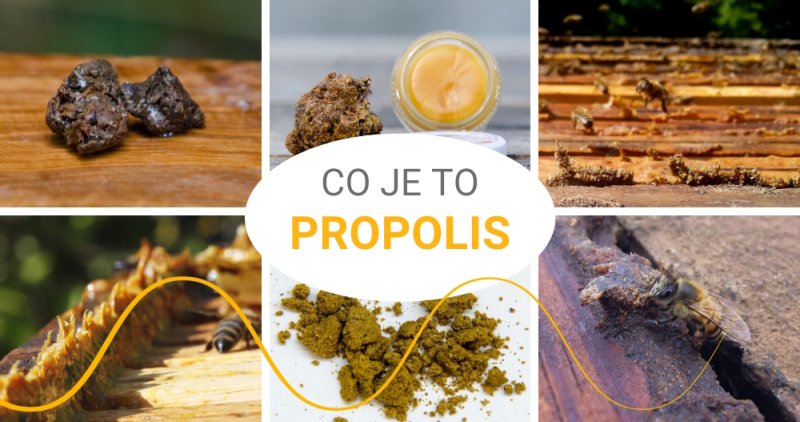 Co je to propolis?