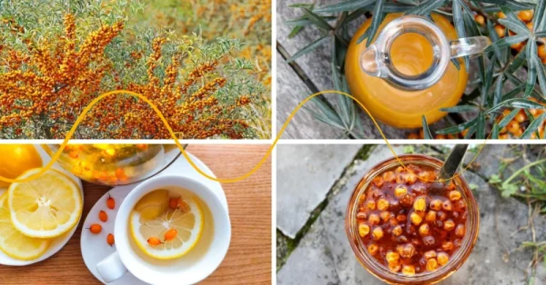 Sea buckthorn – basic information and recipe ideas