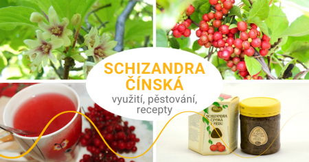 Schizandra čínská neboli Klanopraška - využití, pěstování, recepty