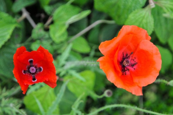 Meadow in a small ball - seed balls