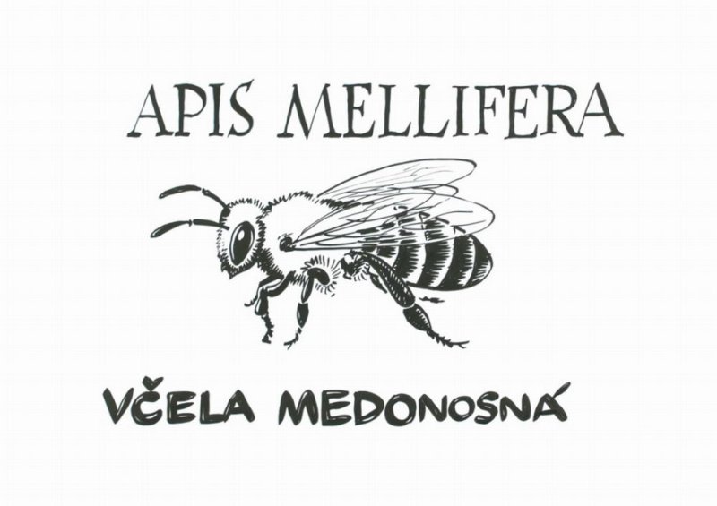 VIDEO: O včelách v cyklu NEZkreslená věda