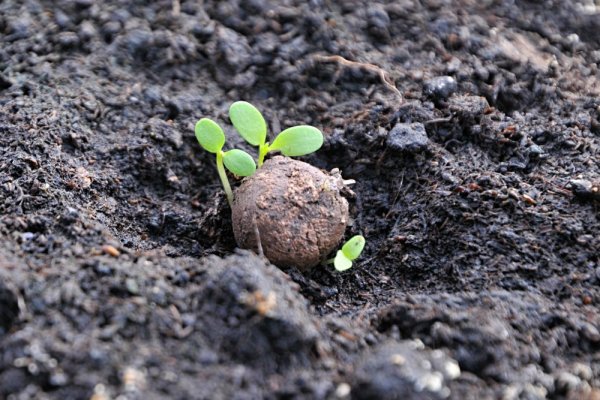 Meadow in a small ball - seed balls