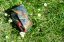 Voskovaný ubrousek 30x30 cm - Barva ubrousku: bylinková louka