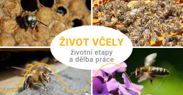 Etapy v životě včely: od vylíhnutí po poslední zamávání křídly