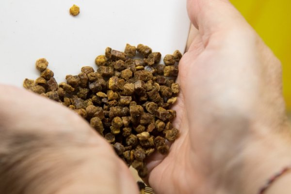 Perga - Bienenbrot