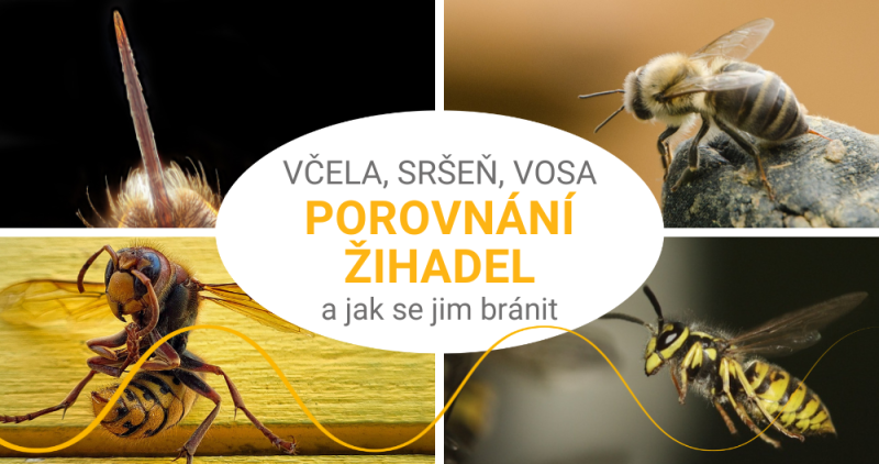 Včelí, vosí a sršní žihadlo: které bolí nejvíce a jak se jim bránit?