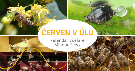 Kalendář včelaře Milana Plevy: červen v úlu - na česnech je nebývale rušno