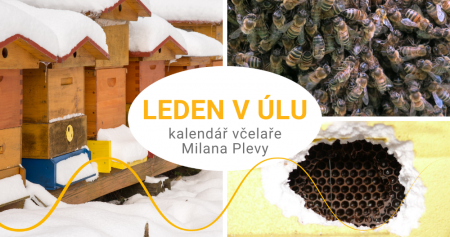 Kalendář včelaře Milana Plevy: leden v úlu - včelky nikdy nespí