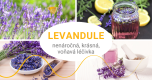 Levandule: voňavá léčivka