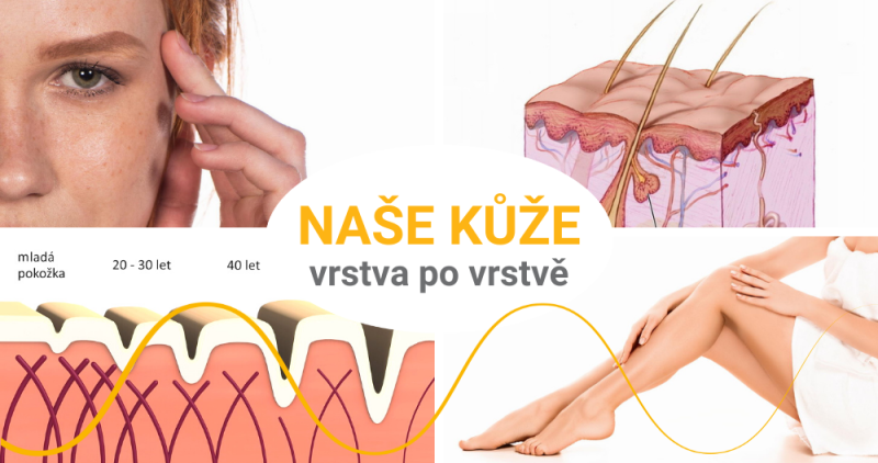 Kůže: vrstva po vrstvě
