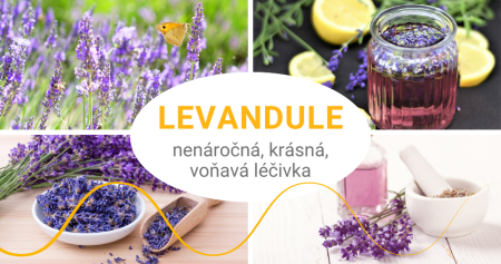 Levandule: voňavá léčivka