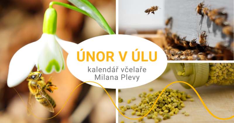 Kalendář včelaře Milana Plevy: únor v úlu - krásné čekání na první prolet