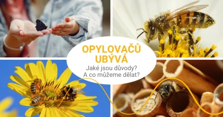 Opylovačů ubývá: tichá krize, která se týká nás všech