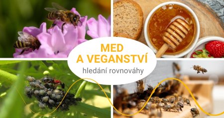 Je med vegan? Včelí med a etika veganství