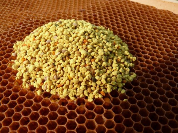 Včelí květový pyl rouskovaný - Pleva