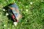Voskovaný ubrousek 38x38 cm - Barva ubrousku: luční kvítí s hmyzem