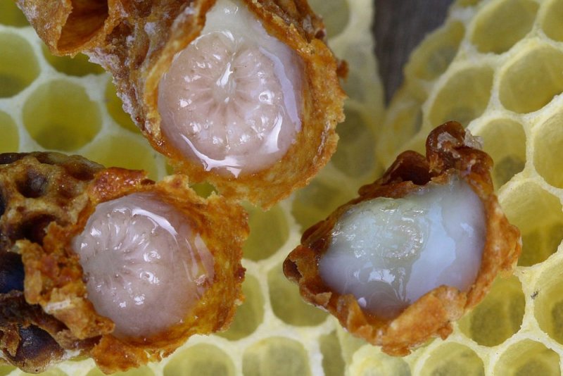 What is actually royal jelly?