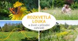 Rozkvetlá louka