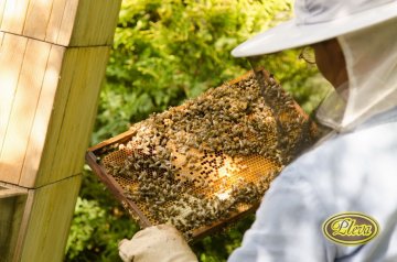 FOTO: Vytáčení medu, medobraní u nás v Potštejně