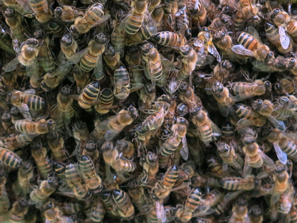 včely tvoří zimní chomáč