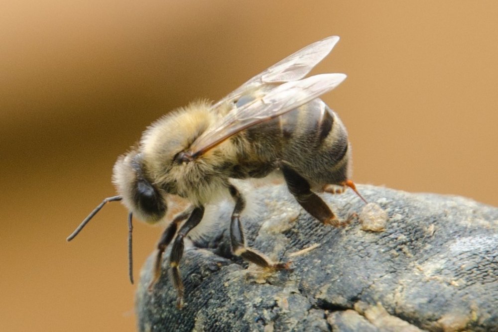 včela s vysunutým žihadlem