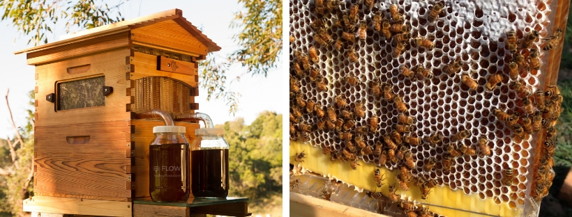 FlowHive a péče o včely