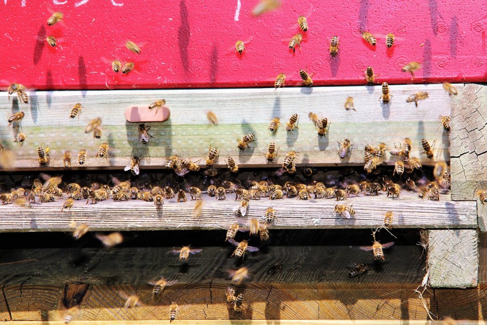 včely přinášejí do úlu i vodu