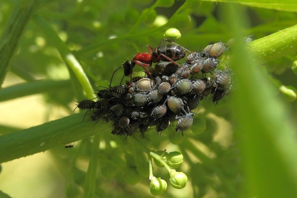 Spolupráce mravenců a mšic
